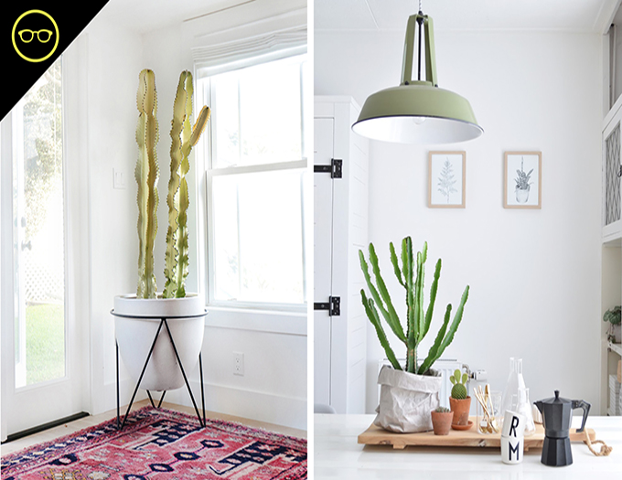 INSPIRATION | Potted Cactus - I SPY DIY